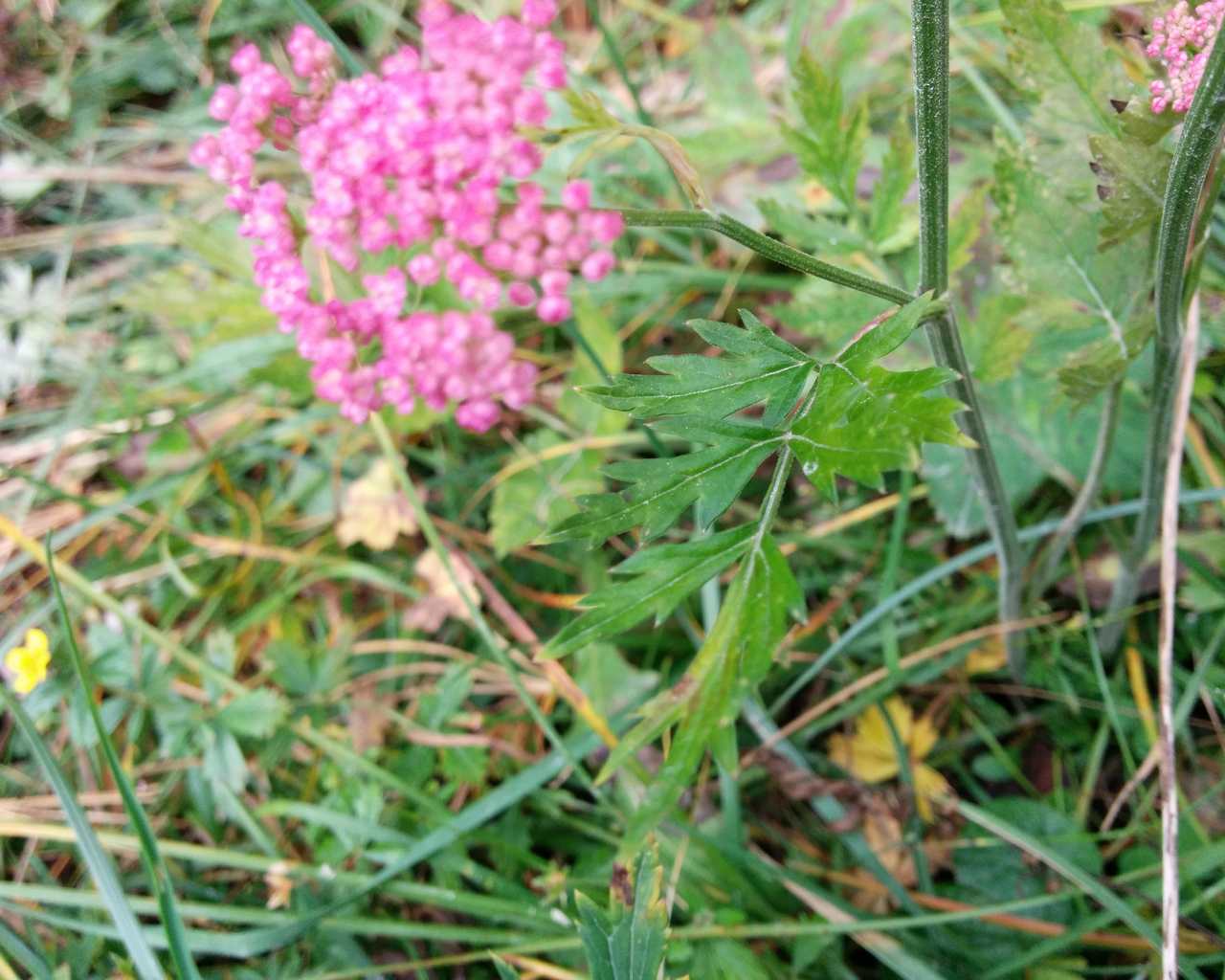 Pimpinella major